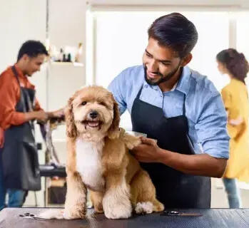 Pet Groomer Pet Groomer